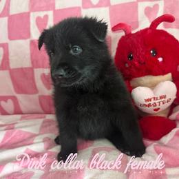 Pink collar - Black female German Shepherd puppy in Canterbury, Connecticut from Nachtwaechter German Shepherds, LLC