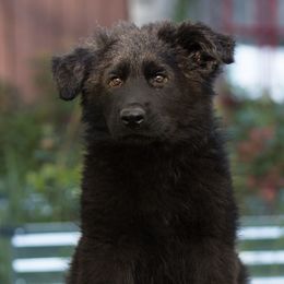 Alsace vom Rabenauge - Black male German Shepherd puppy in Wadsworth, Ohio from Zwinger Vom Rabenauge