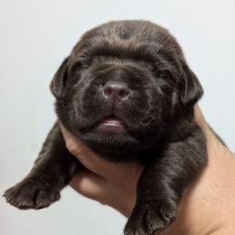Male puppy - Chocolate male Labrador Retriever puppy in Millville, New Jersey from Puzzles Labradors