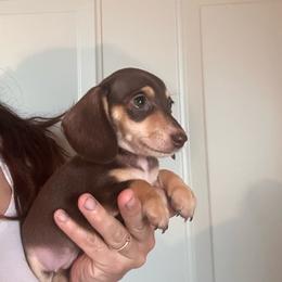 Bon Bon - Chocolate and tan female Dachshund puppy in Cheyenne, Wyoming from Great Basin Hounds