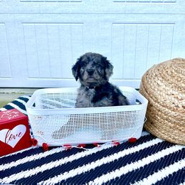 "Tiana" Goldendoodle Puppies from Sweetgrass Goldendoodles of Moncks Corner