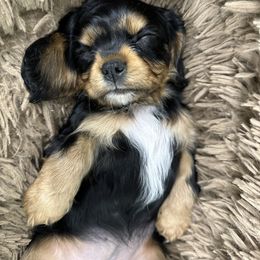 Cavapoo and Lagotto Romagnolo Puppies from Raven Meadow Ranch