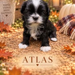 Atlas - Sable male Shih Tzu puppy in Montgomery, Texas from Furbourne Farm
