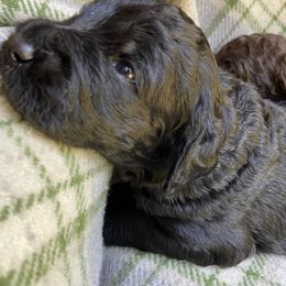 Labradoodle Puppies from Pisgah Creek Doodles