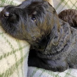 Labradoodle Puppies from Pisgah Creek Doodles