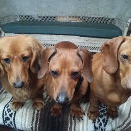 Dachshunds from Muttigrees