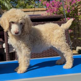 Hershey - White female Poodle puppy in Corona, California from Garden Of Poodles