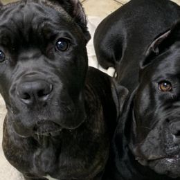 Black Russian Terriers and Cane Corso from Dem Stevens Egyptian Kennel