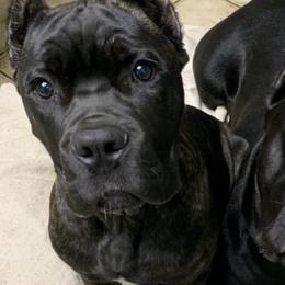 Black Russian Terriers and Cane Corso from Dem Stevens Egyptian Kennel
