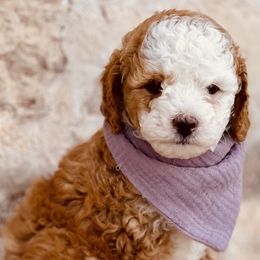 Goldendoodle and Poodle Puppies from Doodle Puppy Parti