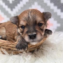 Frankie - Gold male Morkie puppy in Monticello, Iowa from Ashley’s Puppies