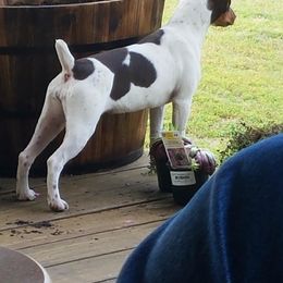 Rat Terrier All Grown Up from Icon rat terriers