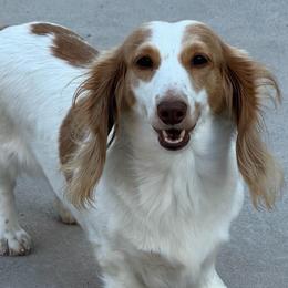 Pumpkin @WPS - Dachshund