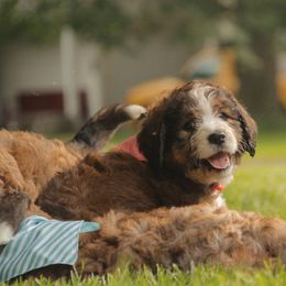 Bernedoodle Puppies from Bernedoodles of the Ozarks