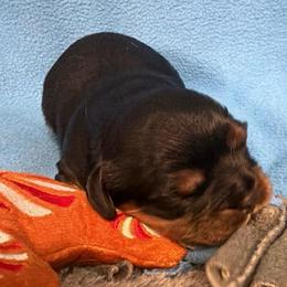 Clara - Black and tan female Cavalier King Charles Spaniel puppy in Spokane, Washington from PJE Cavs and Poos