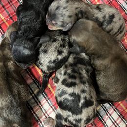 Dachshund puppies from MCS Dachshunds