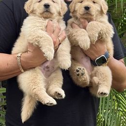 German Shepherd and Golden Retriever Puppies from Vom Bethel