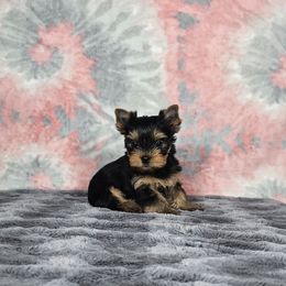 PUP 2 - Black and tan female Yorkshire Terrier puppy in Polk City, Florida from Yorkies by Casey