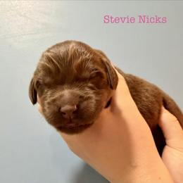 Stevie Nicks - Brown female Newfoundland puppy in Tully, New York from Bear Paw Newfoundlands