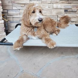 Goldendoodle Puppies from Jude’s Doods