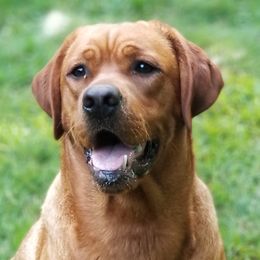 Scandal  - Labrador Retriever