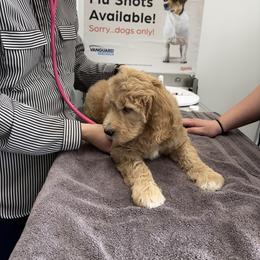 Goldendoodle Puppies from Old Line Doodles