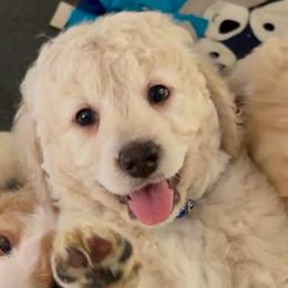 Rollo - Cream male Goldendoodle puppy in Pensacola, Florida from Goldendoodles Love You in Pensacola Friend Edition