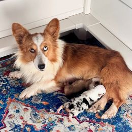Belle - American Corgi