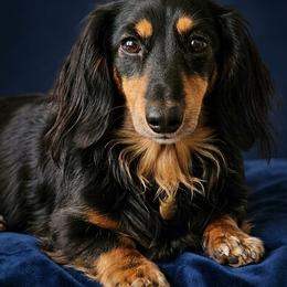 Shadow - Dachshund
