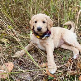 Maggie- coral - Apricot female Goldendoodle puppy in Carlton, Minnesota from Lakeside Doodles MN