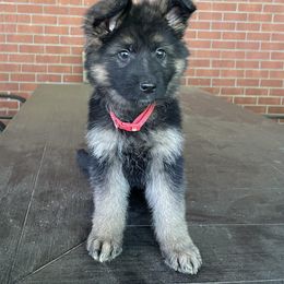 German Shepherd Puppies from Southern Lakes German Shepherds