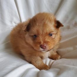 Oliver - Orange male Pomeranian puppy in Bellevue, Iowa from Fluffy Wonders Poms and Doodles