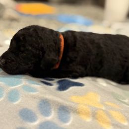 Goldendoodle and Poodle Puppies from Southern Stroll Poodles & Doodles