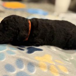 Goldendoodle and Poodle Puppies from Southern Stroll Poodles & Doodles