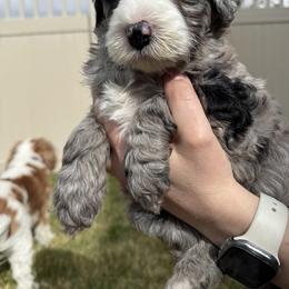 Bernedoodle, Cavalier King Charles Spaniel, and Poodle Puppies from Ellas.Pups (Bernedoodles & Cavapoos)