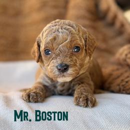 Mr. Boston - Red male Cavapoo puppy in Sacramento, California from Dandy Doodles Goldendoodles
