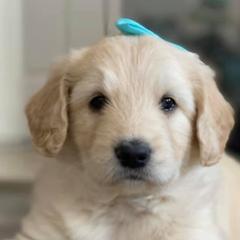 Double Doodles from The Lucky Doodle