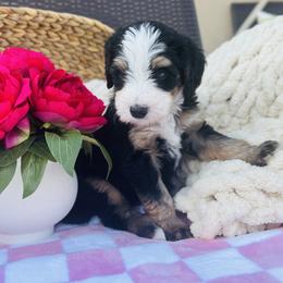 Bernedoodle Puppies from O’Hearon’s Amazing Puppies
