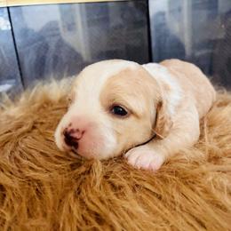 Cocker Spaniel Puppies from American cocker spaniel