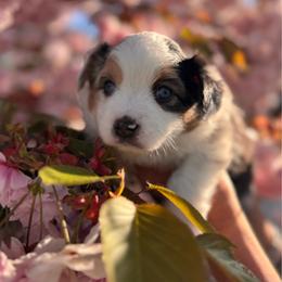 Lily - Blue merle female Miniature Australian Shepherd puppy in Massapequa, New York from All That Auss Mini Aussies