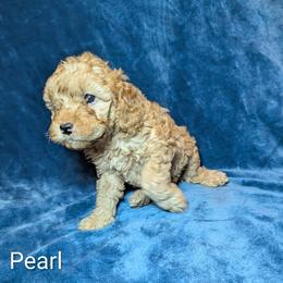 Pearl - Buff and white female Cockapoo puppy in Sunset, Louisiana from Cano Cockapoos