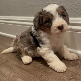 Theo - Merle male Bernedoodle puppy in Los Angeles, California from Bernied00dle Love