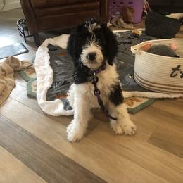 Bernedoodle and Double Doodle Puppies from ETX Dandy Doodle