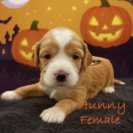 Hunny - Apricot female Australian Labradoodle puppy in Eastover, North Carolina from Joyful Hearts Australian Labradoodles