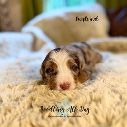 Purple girl - Chocolate merle female Bernedoodle puppy in Valdese, North Carolina from Doodling All Day Goldendoodles