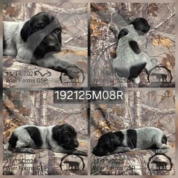 Boy 192125M08R - Black and white male German Shorthaired Pointer puppy in Moyie Springs, Idaho from Wier Farms GSP
