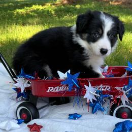 On hold - Black and white female Border Collie puppy in Nashville, Arkansas from Whisenhunt Farms
