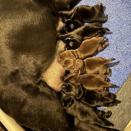 Red - Black male Labrador Retriever puppy in Williston, Florida from Royal K Labradors