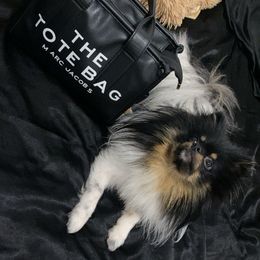 Pomeranian Puppies from Luxury Poms