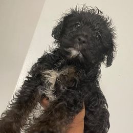 Yorkipoos from Jazmine's YorkiPoos